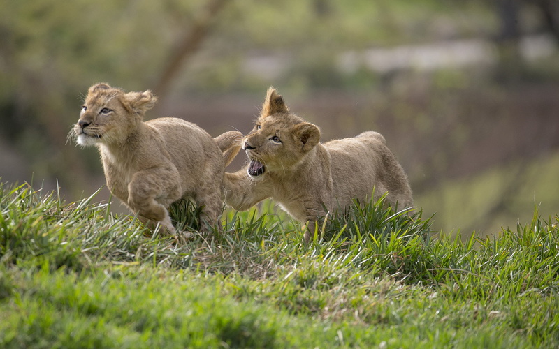 animals, 1080P, lion, cub, hd, grass