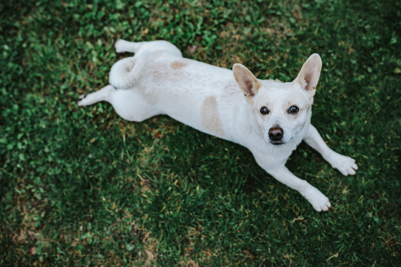 Dogs, grass, vertebrate, day, dog, pets, plant, lying down, outdoors, one animal, relaxation, animal, outside, white color, jack russell terrier, 5K, domestic Animals