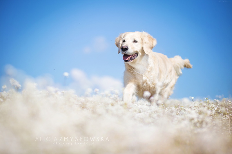 day, motion, mammal, labrador retriever, golden retriever, domestic, running, funny, field, canine, retriever, sky, blue, one animal, selective focus, dog