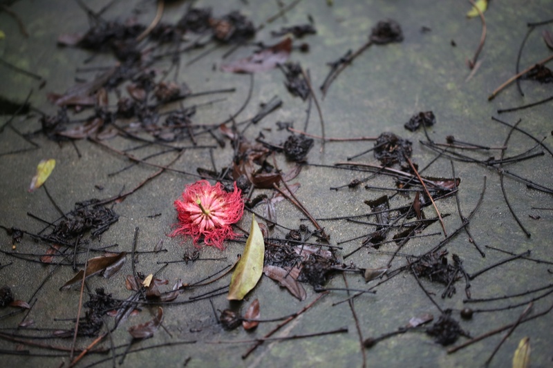 grow, freshness, nature, flower, flag, outdoors, dead plant, beauty in nature, flowering plant, 2K, high angle view, growth, flower head, purple, after raining