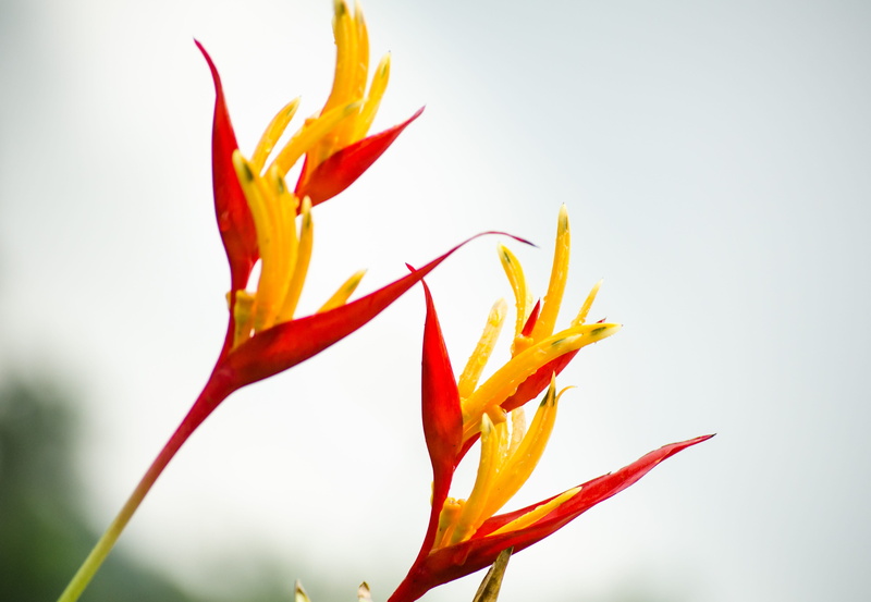 softness, inflorescence, no people, plant, yellow, after rain, growth, flower head, outdoors, close-up, flower, plant part, flowering plant, petal, freshness