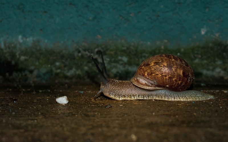 no people, animal shell, land, boredom, white, reptile, animal, animal themes, outdoors, close-up, turtle, photo, insect, blog photo, 5K, after the rain
