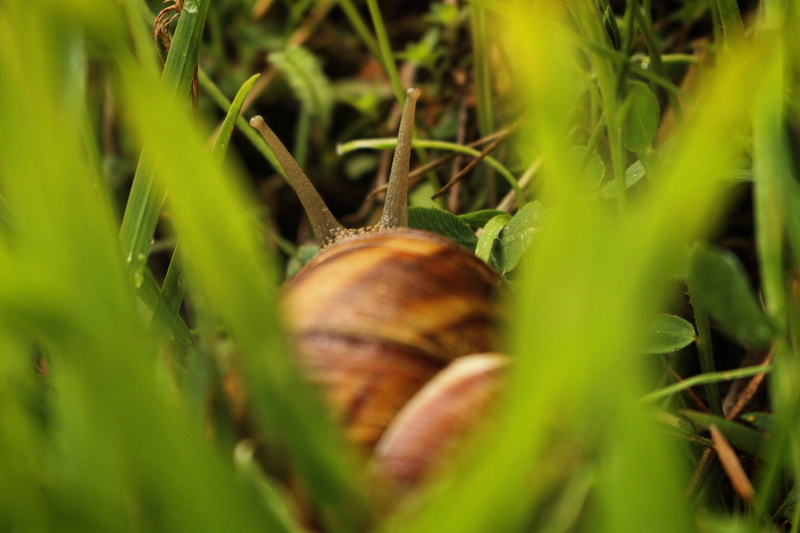 animal shell, green color, animal wildlife, day, close-up, plant part, invertebrate, gastropod, shell, after rain, tentacles, mollusk, plant, green, found you
