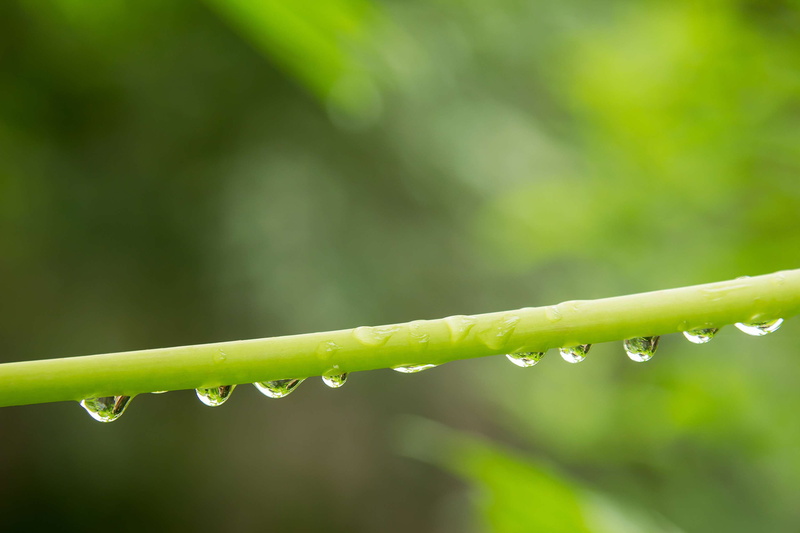 lifestyle, green color, close-up, 2K, beauty in nature, rain, purity, living, nature, plant part, blade of grass, wet, life, no people, water, growth