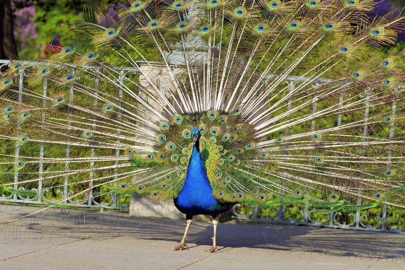 5K, full length, front view, vertebrate, gorgeous, large, male Animal, outdoors, veil, park, tail, fanned out, multi Colored, sideways, animal themes