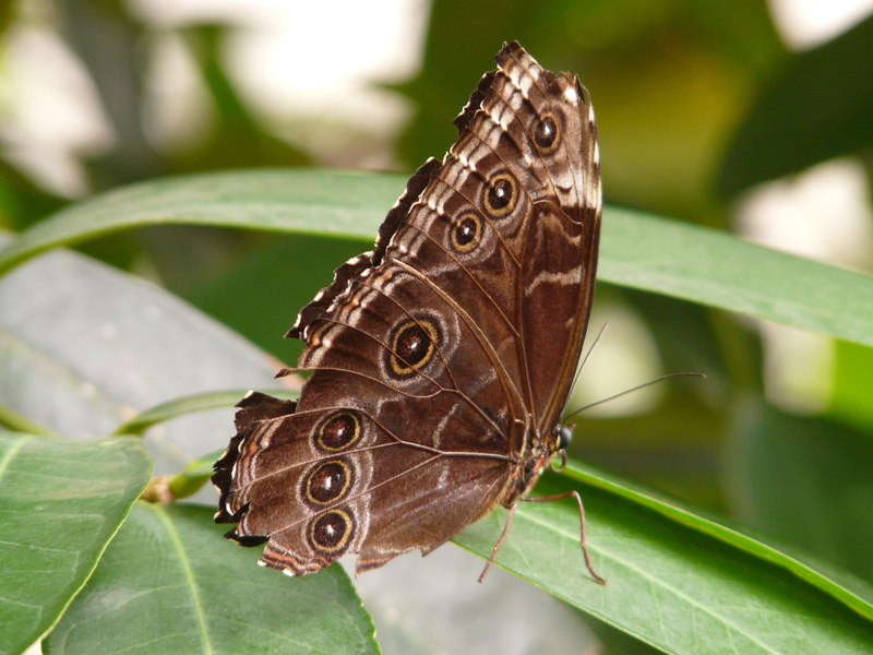 large butterfly, animal, animal themes, no people, insect, wildlife, blue, leaves, nymphalidae, animals And Pets, eyes, 2K, animal Wing, sky butterfly