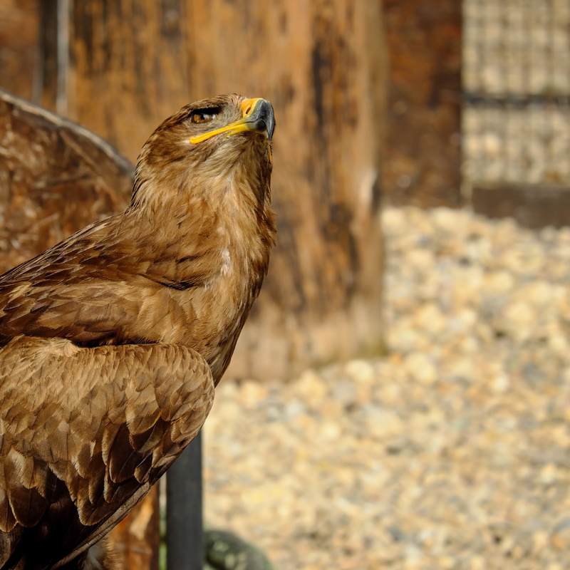 built structure, animal themes, wild animal, animal portrait, attention, france, alsace, savannah eagle, side view, horn blue, feather, close-up, one animal