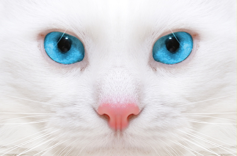 kitten, close up, micro, macro, beautiful white cat, kitty, big blue eyes, 5K