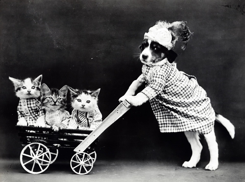 pushing, pram, looking at camera, holding, white, dress, full length, vintage, pets, kitten, monochrome, canine, cat, pet owner, kittens, dog, one person