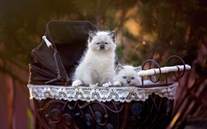 Stare, Cats, Vintage Pram, Pet, Depth Of Field, 1080P, Cat