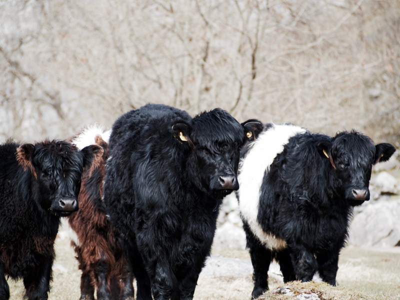 animal, animal themes, malham cove, nature, cows, 4K, outdoors, domestic animals, land, group of animals, scene, day, focus on foreground, mammal, black color