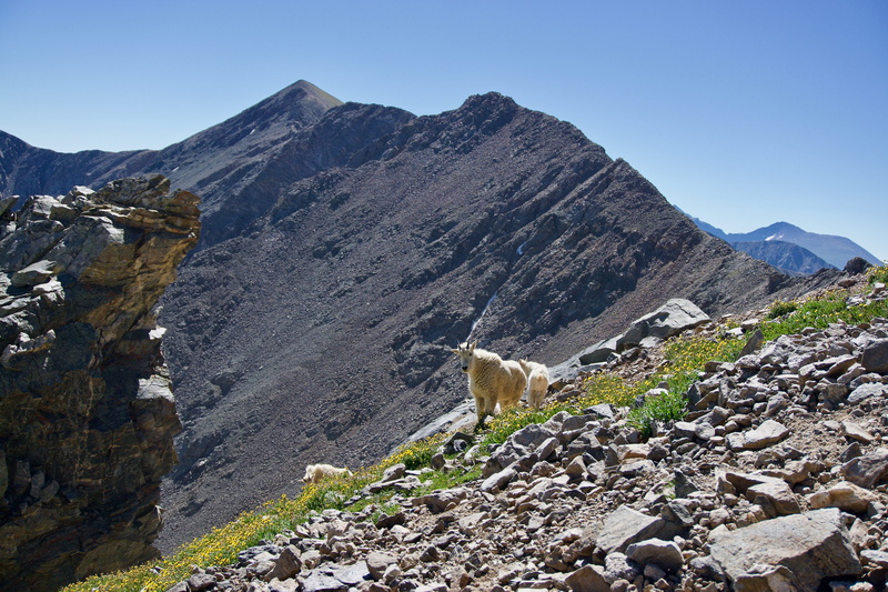 grays and torreys, vertebrate, rock, day, grays peak, beauty in nature, animal, mammal, rock - object, no people, united states, mountain, clear sky, solid