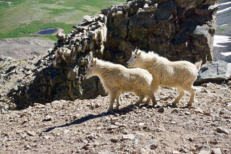 domestic animals, sheep, livestock, mountain goat, no people, colorado, field, land, grays and torreys, mountain, nature, pets, rock, 14er, 5K, domestic