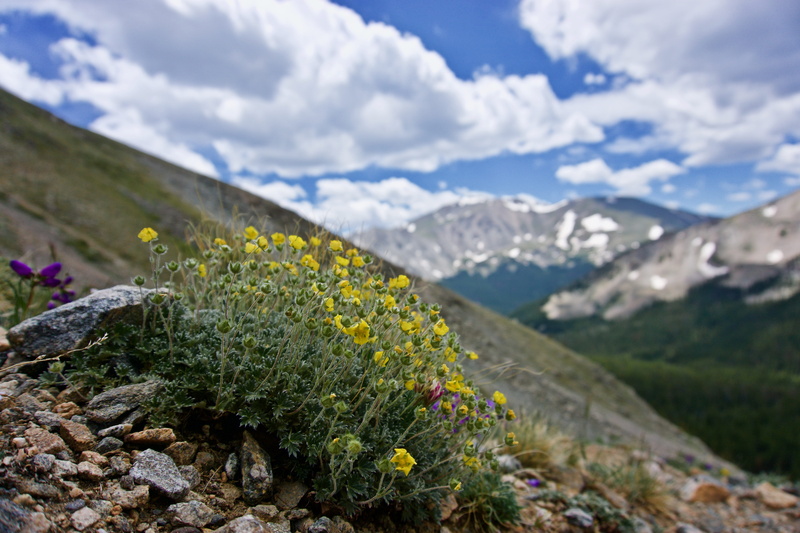 flowering plant, mountain, 5K, flower head, freshness, yellow, beauty in nature, sky, nature, plant, colorado, outdoors, environment, scenics - nature