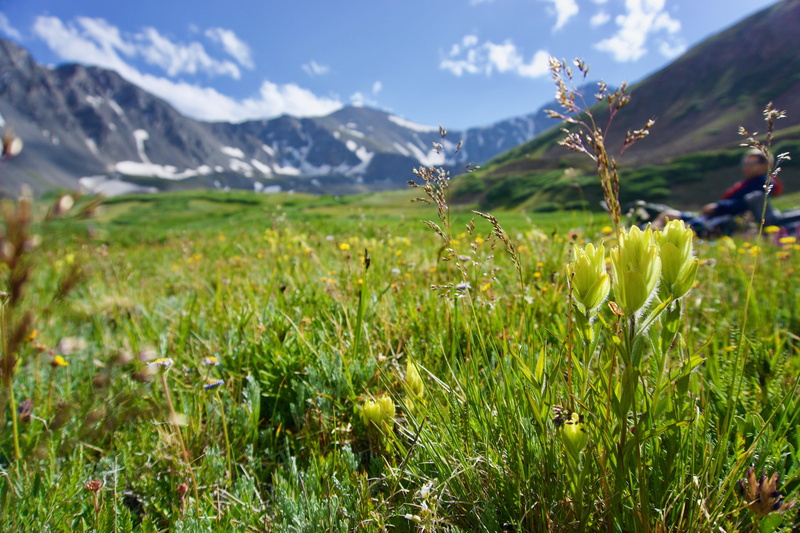 plant, outdoors, mountains, mountain, environment, grays and torreys, sky, green color, nature, no people, grays peak, tranquility, 14ers, torreys peak