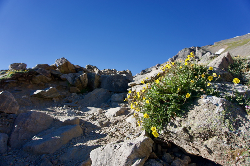 environment, plant, day, rock - object, no people, coniferous tree, flowers, rock, scenics - nature, 5K, climate, clear sky, blue, outdoors, land, landscape