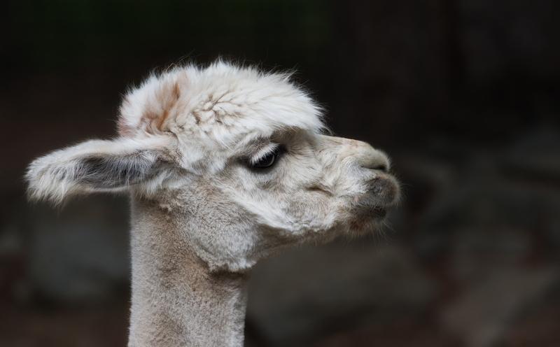 no people, animal body part, animal themes, domestic, alpaca, animal neck, animal wildlife, alpacasheared, llama, lama, focus on foreground, Wild, pets