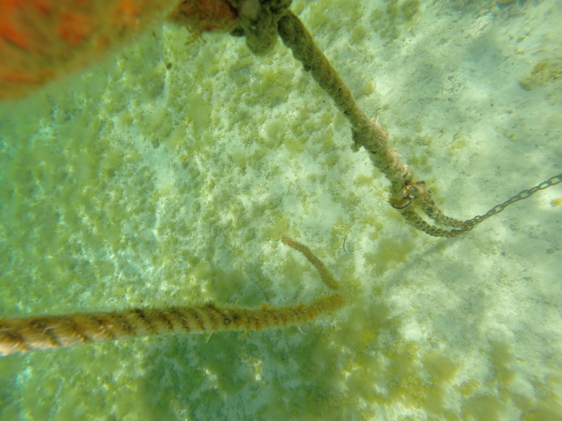 no people, marine, undersea, water, boje, anchorage, cloud - sky, nature, sand, tied down, full frame, connection, round link chain, outdoors, animals in the wild