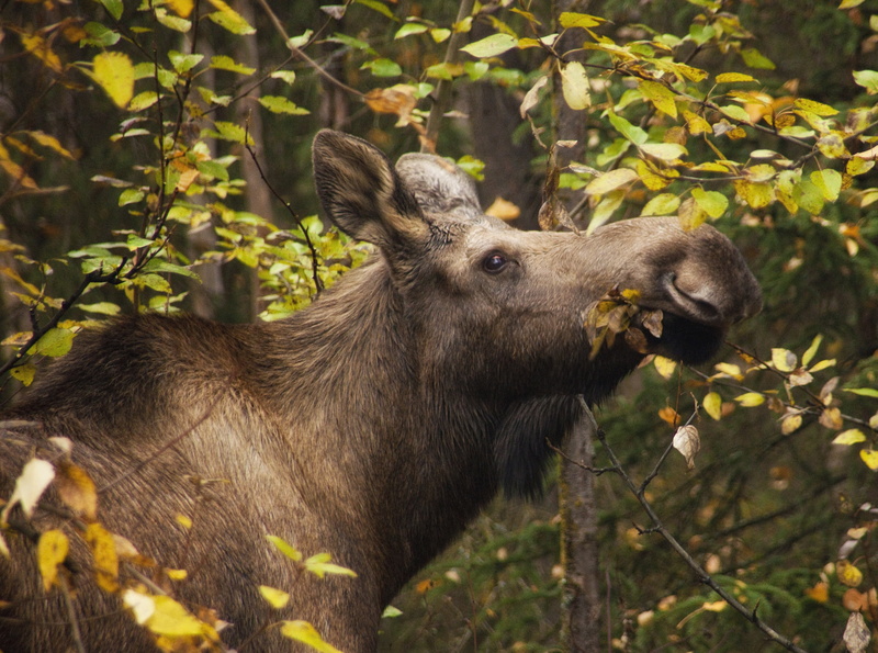Fall, Valley, unitedstates, nunakavalleypark, mooseinfall, Wild, Moose, 4K, alaskamoose, anchorage, Alaska, Park, nunaka, friendly, Animals, friendlymoose