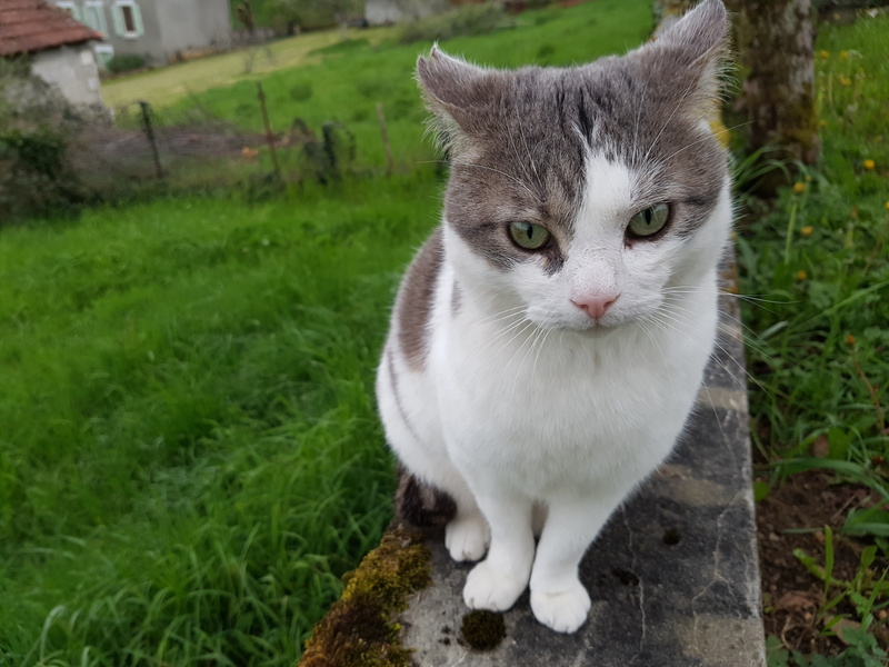 paysage, 4K, cat, animals, green eyes