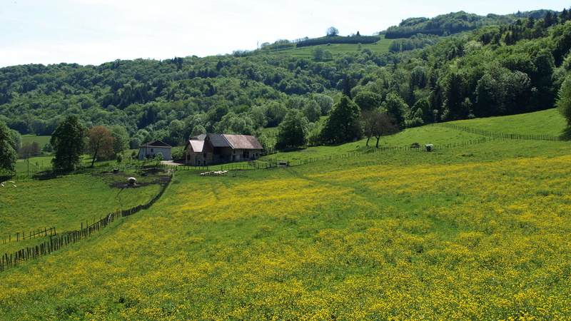 2K, tranquil scene, agriculture, paesaggio, day, growth, tranquility, landscape, plant, environment, lush foliage, paysage, foliage, land, green color