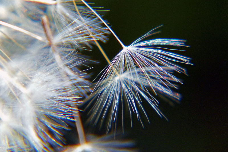 seed, outdoors, dandelion seed, 720P, fluffy, illuminated, kid, celebration, beauty in nature, floral, play, vulnerability, fertility, event, magic, macro