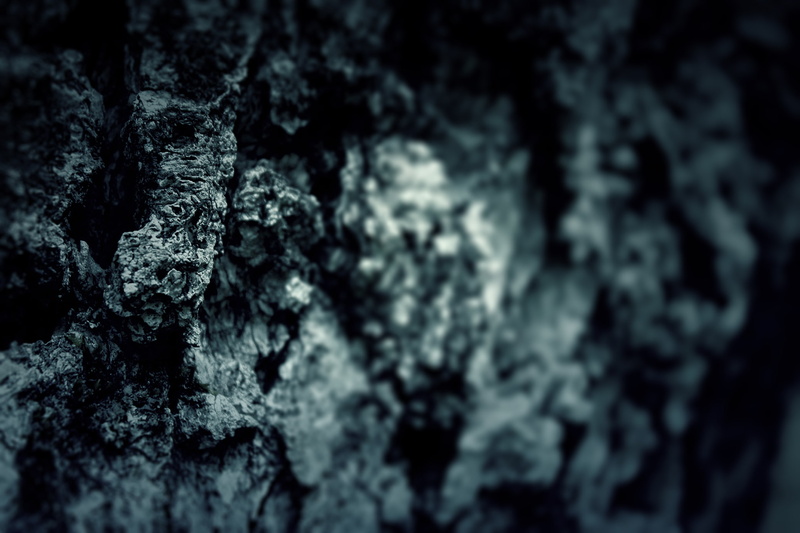 bark, widescreen, widescreen, blur, texture, macro, focus, trees, 1080P, mood, macro, rock, sharpness, black, trunk, tree