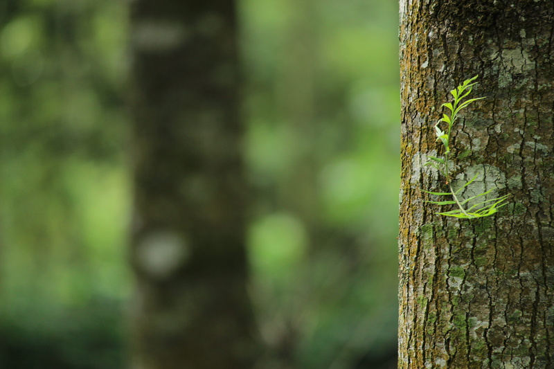 plant bark, fern leaves, animal, tree bark, focus on foreground, tree, tree trunk, growth, forest, no people, textured, day, animal themes, outdoors, rough