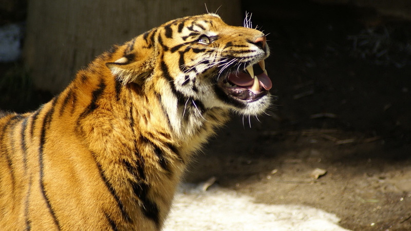 roaring, anger, mouth, aggression, Tiger, animal themes, whisker, big cat, Snow, cat, animals in the wild, one animal, carnivora, zoo, Teeth, outdoors