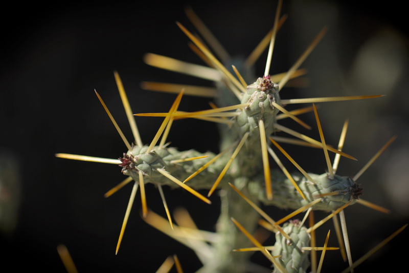 close-up, insect, prickly, day, selective focus, animal, spiked, outdoors, nature, 5K, focus on foreground, plant, succulent, cactus, cacti, aggressive