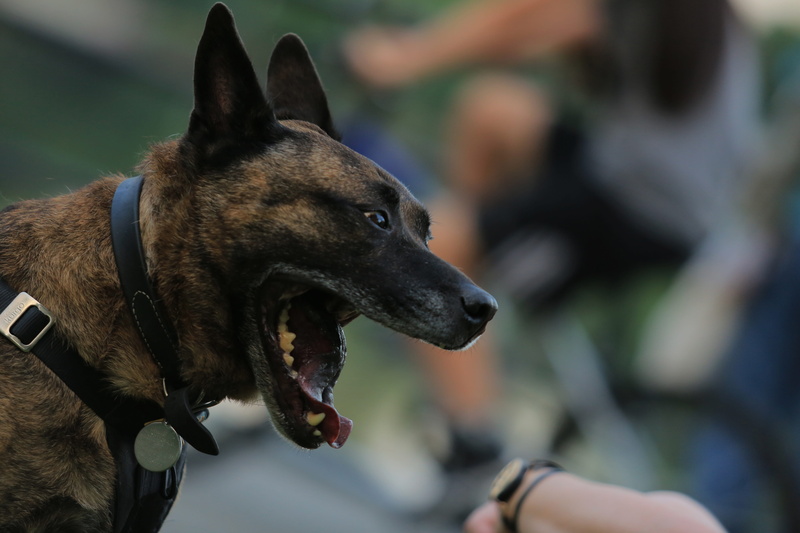 canine, collar, 5K, mouth, pets, animal body part, close-up, pet collar, domestic animals, human body part, focus on foreground, vicious, one animal, looking