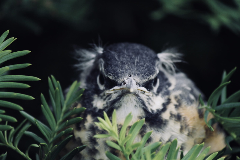 sad, close-up, tree, focus on foreground, bird, flora, emotion, field, brown, grass, animal wildlife, young bird, animal head, plant, animal, vertebrate