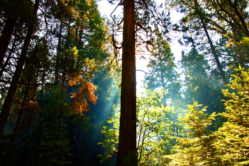 non-urban scene, autumn, plant, growth, yosemite national park, 5K, morning, trunk, beauty in nature, coniferous tree, no people, sunrise, idyllic, change