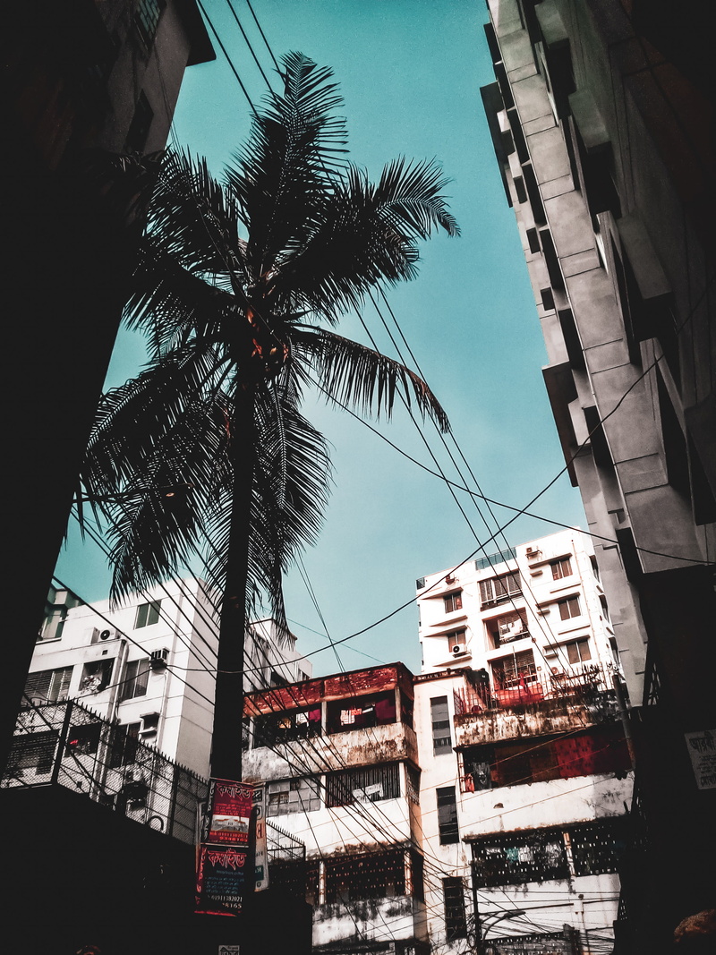 low angle view, residential district, transportation, tropical climate, day, palm, coconut palm tree, eskaton, arecaceae, no people, road, building exterior