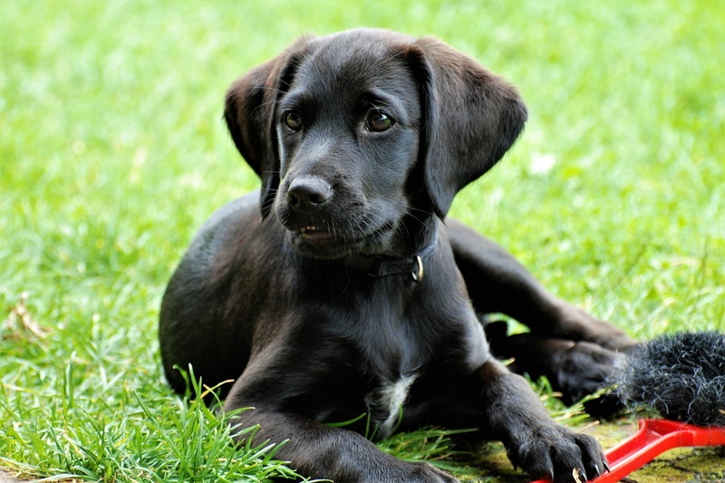 grass, domestic animals, pet, concerns, domestic, mammal, vertebrate, dog, sitting, canine, sweet, good, puppy, young animal, plant, small, animal themes