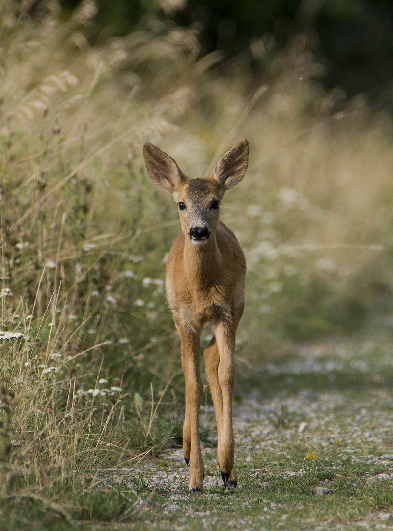 portrait, full length, nature, land, animal, deer, one animal, young animal, day, fawn, bambi, outdoors, clumsy, grass, field, animal wildlife, mammal