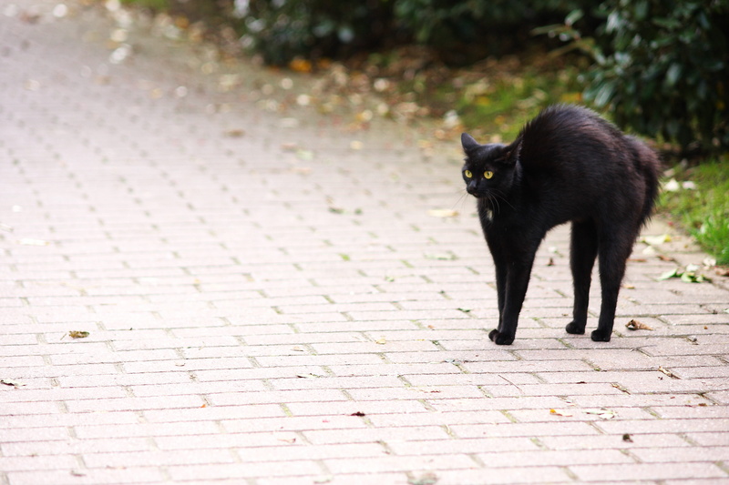 Eyes, cats eyes, whisker, pets, portrait, outdoors, kitten, concrete, black color, vertebrate, Cat, one animal, day, hair, full length, domestic animals