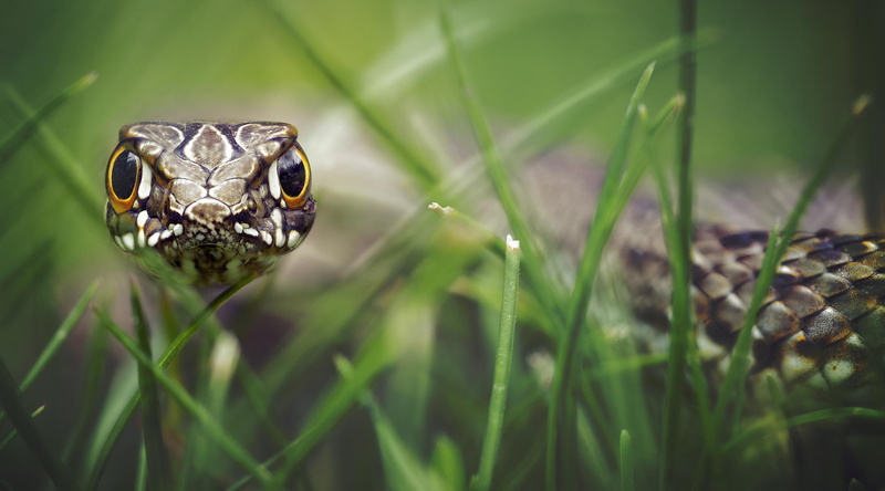 look, grass, 1080P, scales, reptile, hypnosis, bokeh