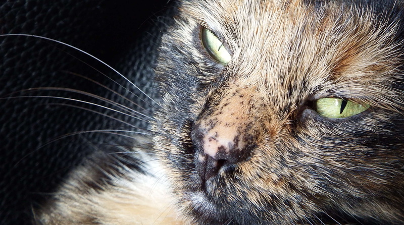 cats eyes, zoe, hair, animal head, pets, animal body part, cat face, domestic animals, no people, eye, domestic, animal portrait, vertebrate, cat, animal eye
