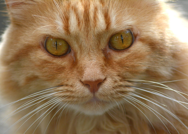ginger cat, animal head, domestic cat, tabby, graceful, mieze, red tomcat, pet, feline, eye, cat face, portrait, cat, mackerel, attention, german longhaired pointer