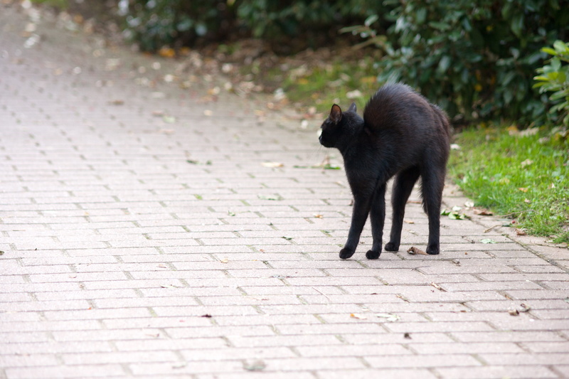 animals, pets, full length, vertebrate, footpath, domestic, friday 13, domestic cat, 4K, cat, domestic animals, black cat, paving stone, mammal, whisker