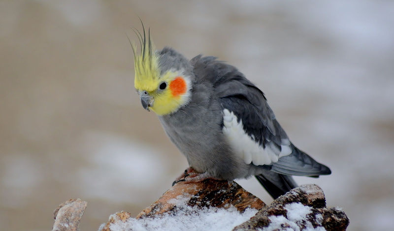 day, no people, perching, animal wildlife, focus on foreground, animal, outdoors, close-up, vertebrate, nature, rock, cockatiel, rock - object, animals in the wild