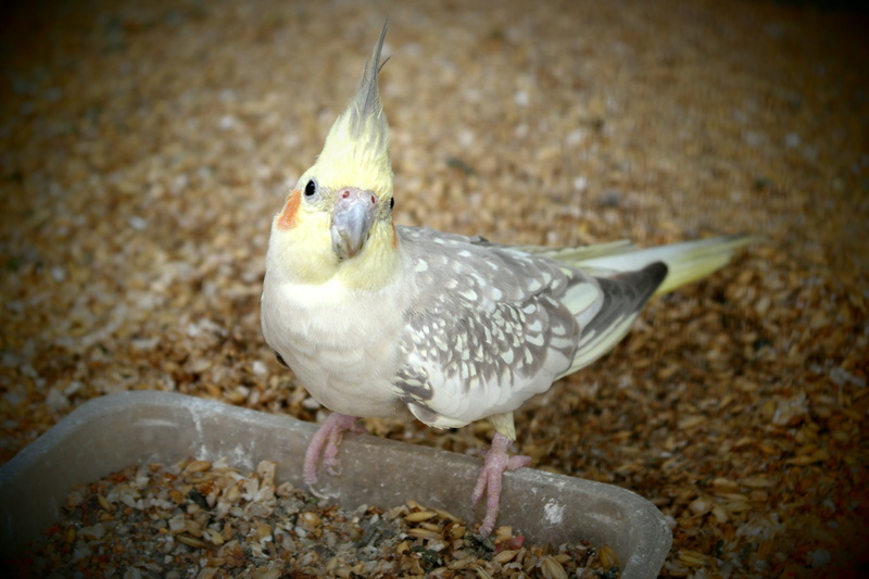 perching, no people, focus on foreground, animal body part, outdoors, vignette, close-up, water, vertebrate, bird, feeding, animals in the wild, parrot