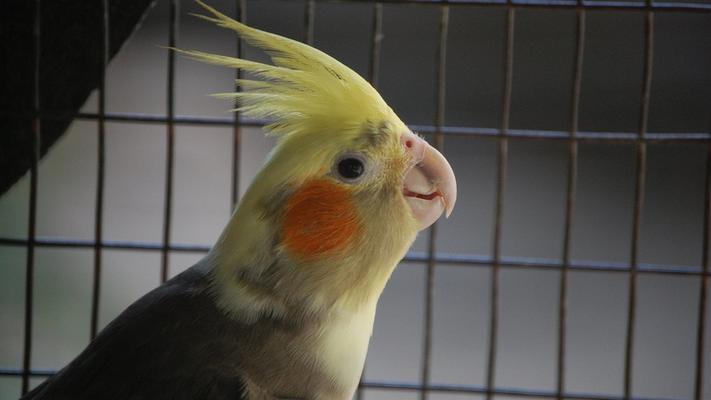 Birds, 1080P, Cockatiel