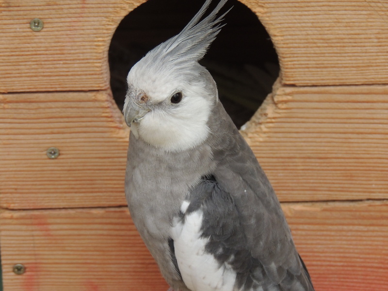 animal themes, looking at camera, looking, animal, one animal, white color, wood - material, bird, parrot, beak, bird of prey, gray, outdoors, animal wildlife