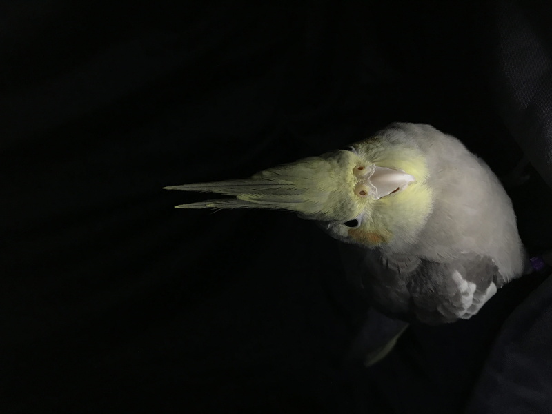 bird, parrot, 4K, animal body part, cockatiel, no people, copy space, black background, night, yellow, one animal, nature, vertebrate, animal, white color