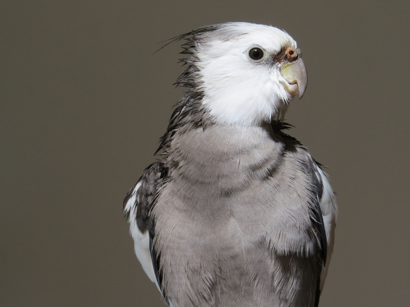 bird, vertebrate, looking, birds, falcon - bird, beak, portrait, wildlife, looking away, studio shot, cockatiel, animal Wing, bird of prey, copy space