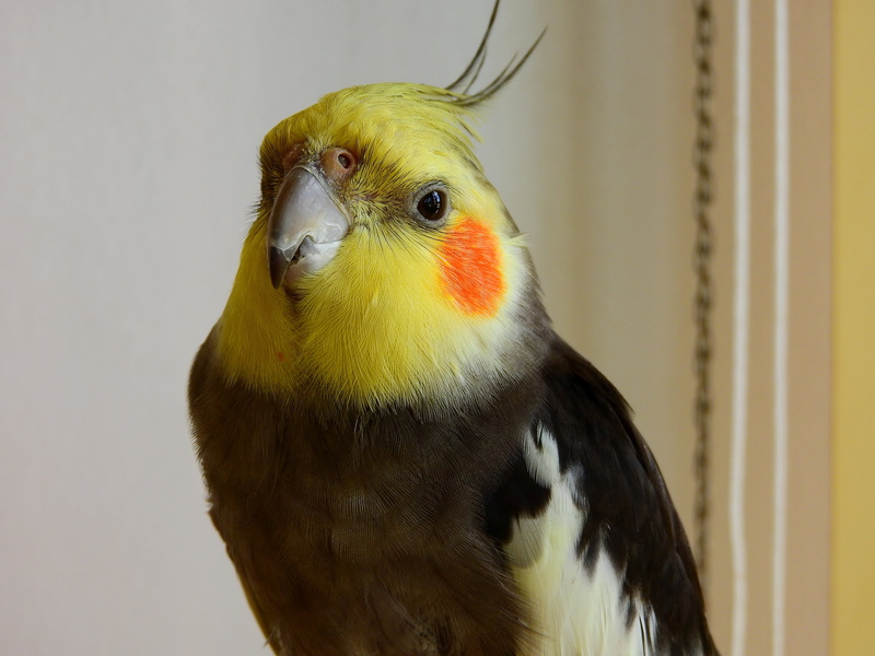 day, parakeet, indoors, animal eye, one animal, macro, yellow, colorful, close, focus on foreground, close-up, animals in the wild, eagle, animal wildlife