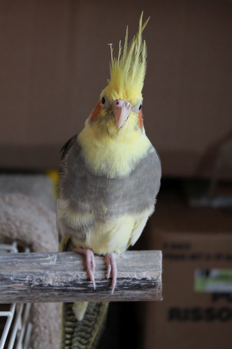 perching, looking, indoors, perch, vertebrate, close-up, animal themes, looking at camera, wood - material, 4K, domestic, animals in the wild, bird, no people