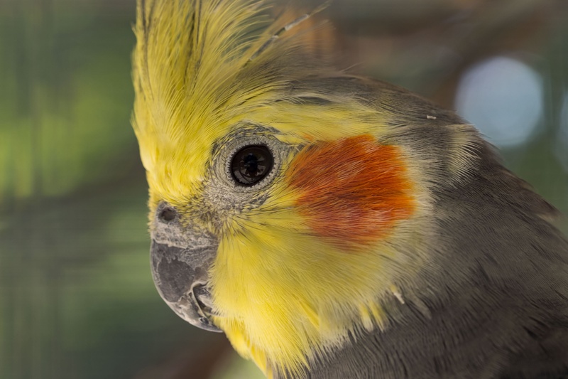 animal body part, nymphicus hollandicus, plumage, elegant cockatiel, eastern rosella, colors, day, profile view, animals, outdoors, animal wildlife, parakeet nymphique
